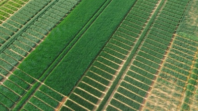 Trans-Control: Agro-ecologische transitie met geïntegreerde en biologische plaagbestrijding