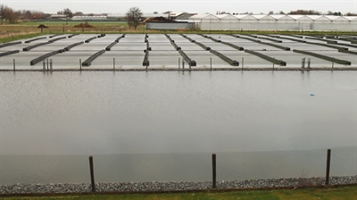 Duurzaam watergebruik bij sierteelt op containervelden