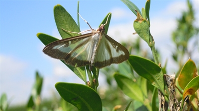 SOS Buxusmot: sensibilisering rond het monitoren en beheersen van de buxusmot (Cydalima perspectalis) in Vlaanderen