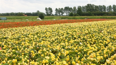 Siertelers en Keten Sterk