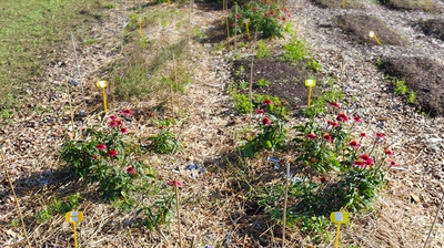 Seizoensoptimalisatie in biologische bloementeelt versterkt lokale afzet