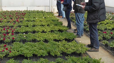 Praktijkproeven Perkplanten en Potchrysanten