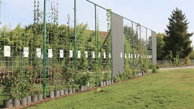 Groen Bouwen: groene gevels voor duurzame gebouwen en steden