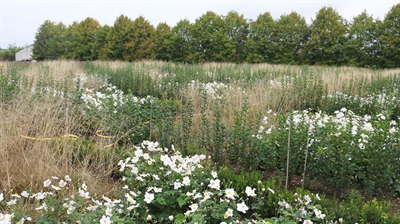 Presentaties Studiedag Groenvoorziening: bodemverbetering omzetten naar plantkwaliteit