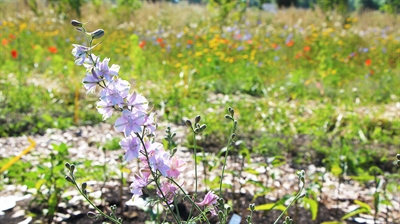 Proefverslag combinatieteelten bij biobloemen