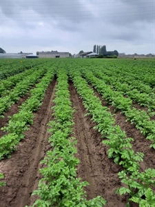 Laat planten: pas uw bemesting aan!