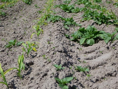 Bestrijding van aardappelopslag in andere teelten