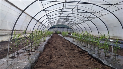 Uitbouw van de teelt van gember in Vlaanderen