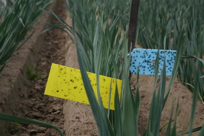 W&W-systeem als robuuste pijler voor IPM in de groenteteelt in Vlaanderen