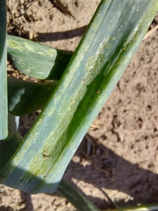 Geïntegreerde beheersing van de bladtrips Thrips tabaci  in openluchtgroenten