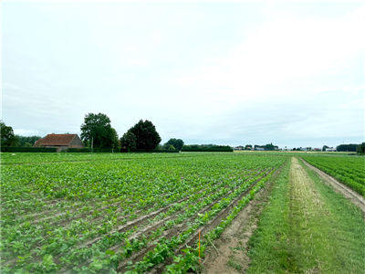 Op weg naar een duurzame teelt van wortel en pastinaak