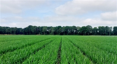 Volgende groeifase in uien aangebroken