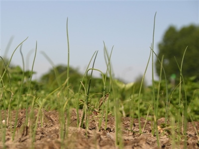 Achterstand in opkweek plantmateriaal prei