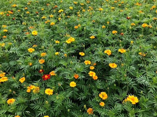 Afrikaantjes (Tagetes patula ) zijn geen waardplant voor M. chitwoodi.